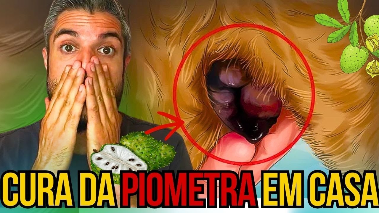 EXISTE UM TRATAMENTO BARATO PARA INFECÇÃO DE ÚTERO EM CADELAS