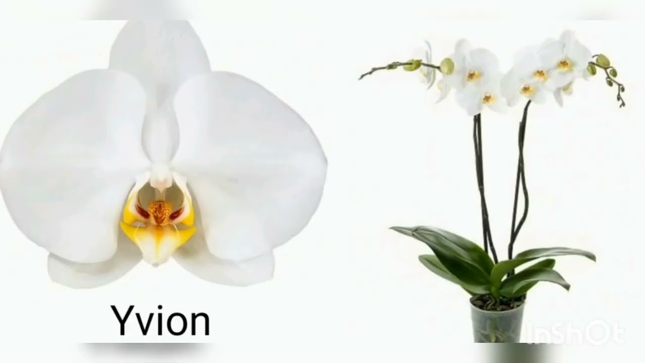 БЕЛЫЕ ОРХИДЕИ с НАЗВАНИЯМИ. ORCHIDS with names.
