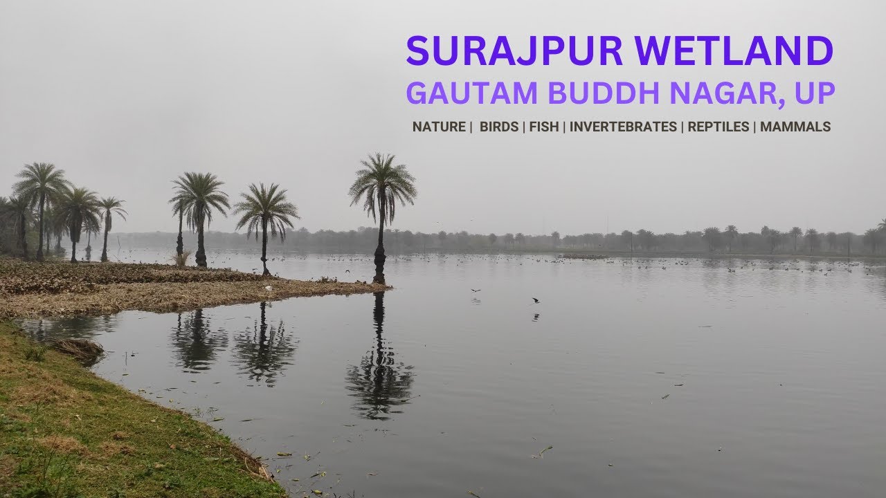 Surajpur Wetland - Gautam Buddh Nagar, UP