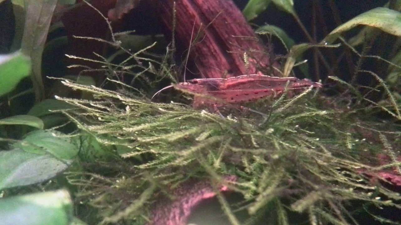 Krewetka Amano(Caridina Multidentata) w akcji