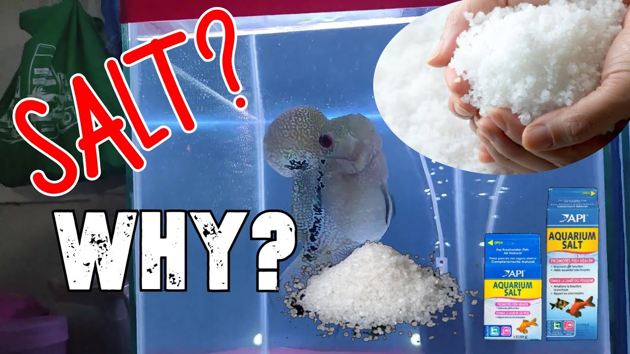 Bakit Tayo Naglalagay ng Asin Sa Freshwater Aquarium?