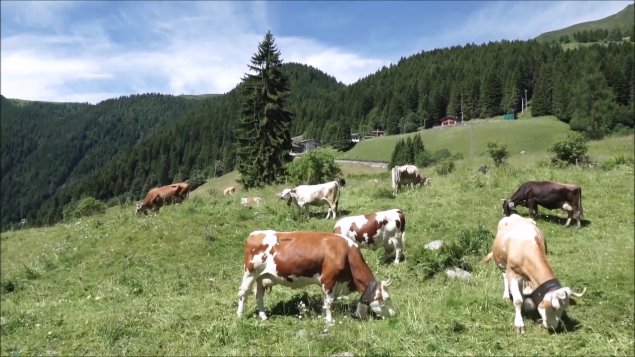 In Alpe Valterzera con l'azienda Salvini - Alta Valle Brembana - Alpi Orobie