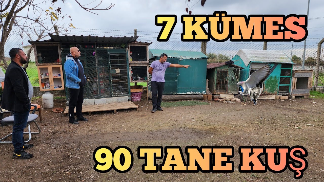 7 KÜMES  90 TANE KUŞ, KUPAYA GİDEN YOLCULUK