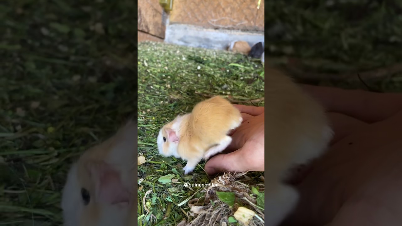 Vanilla the baby guinea pig 🙂 #guineapigs #cavy #guineapig #guineapigslove #ginepig