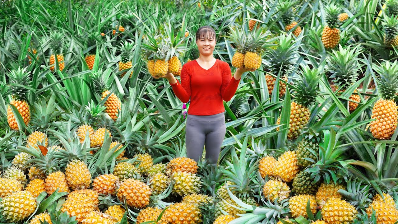 Harvesting Pineapple Fruit Go to market sell, paint table and chair / Phương - Free Bushcraft