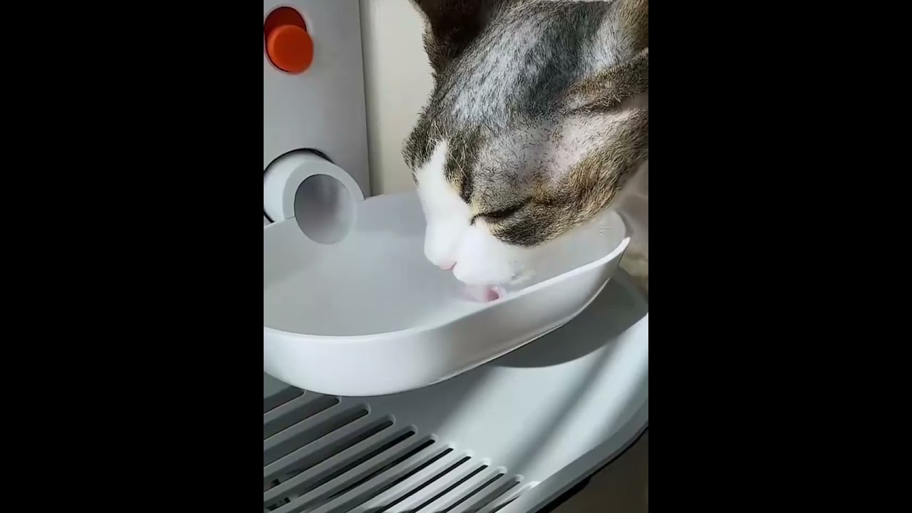 🐱🚰 Wireless Cat Water Fountain | 3L Large Capacity & Rechargeable Battery 💦