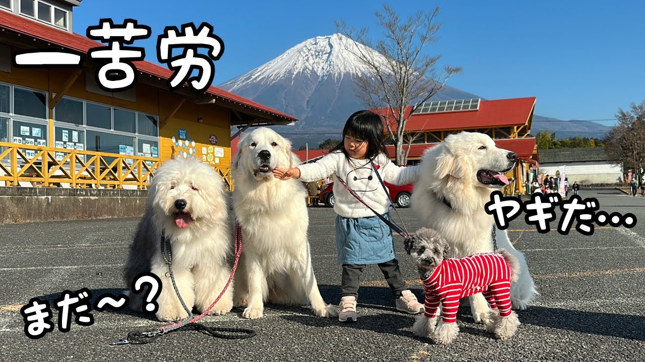 【すごい…！】110kg超えの超大型犬達を従える３歳児がこちらです｜グレートピレニーズ&オールドイングリッシュシープドッグ&トイプードル