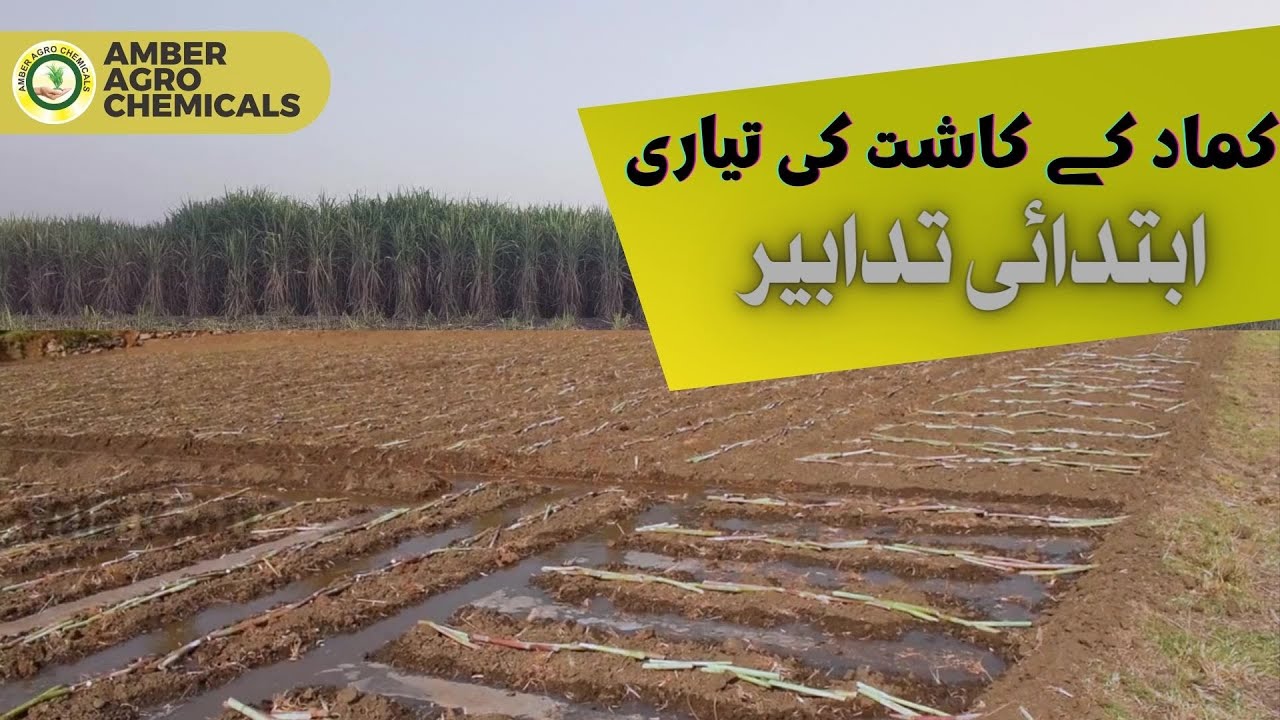Sugarcane Farming & Cultivation | Early stage of Sugarcane Planting , care and cultivation Guide
