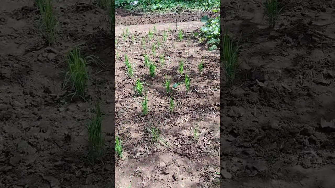 Limpeza da plantação de arroz e mostrando as bananeiras 