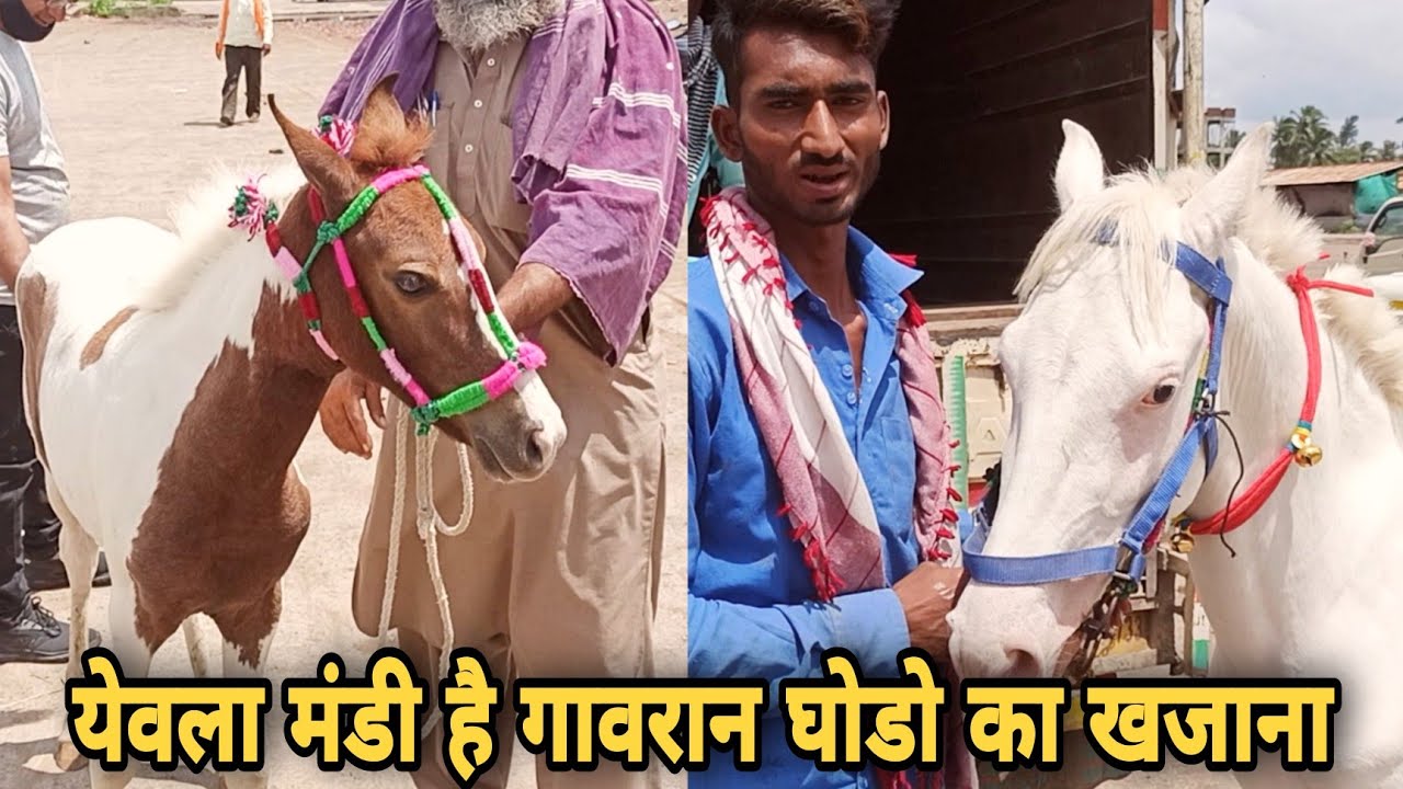 मंडी मे आये गावरान,बेरड,नुकरा पोनी और अन्य कूच घोडे।।yeola horse market
