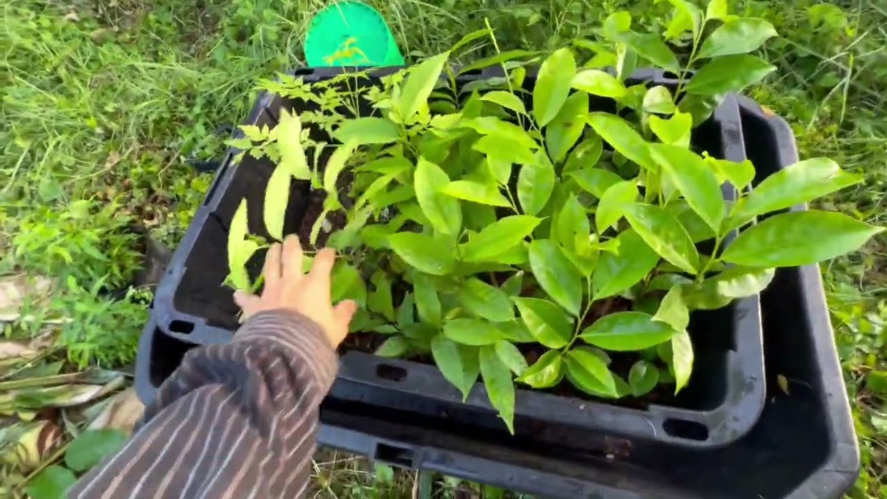 Planting Mountain Soursop, Mahogany & Custard Apple Trees - Syntropic Agroforestry