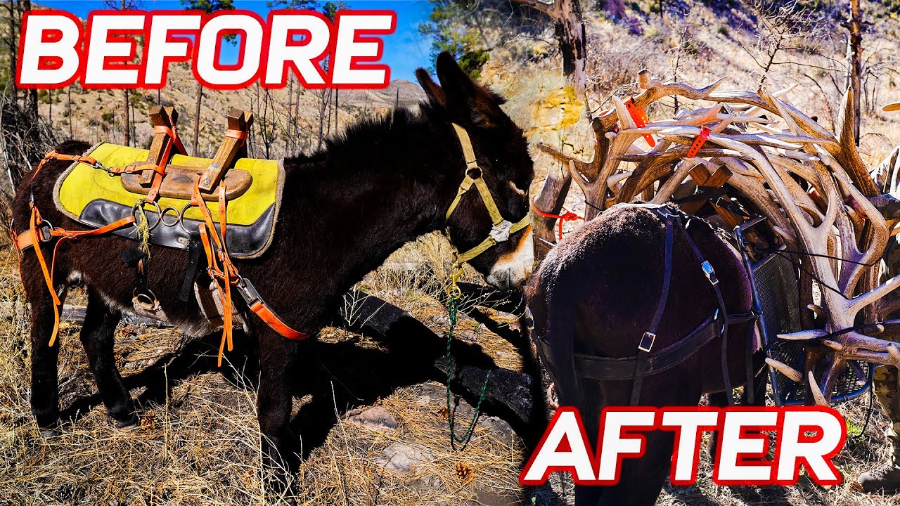 How Many Elk Antlers Can a Donkey Carry? (Shed Tour EP 2)