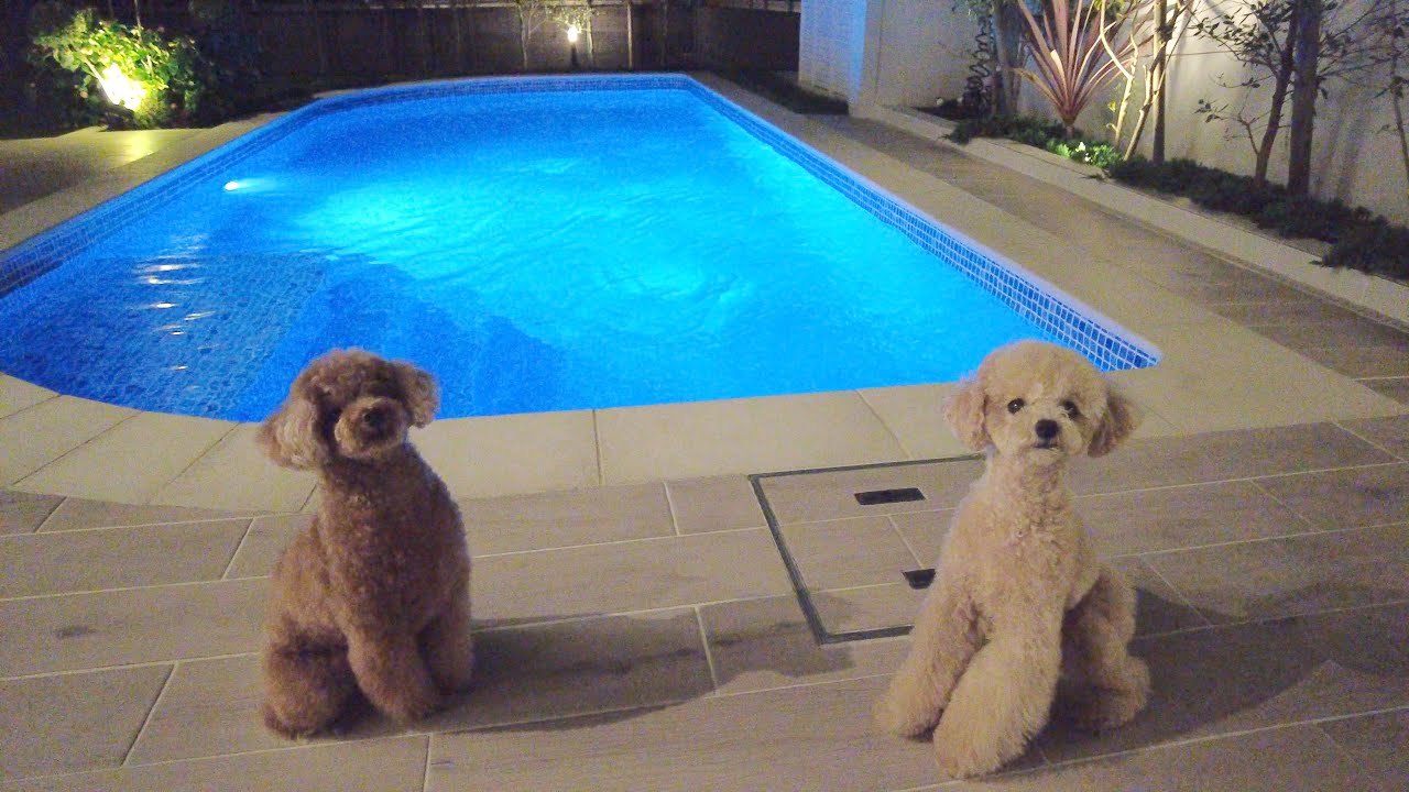 ナイトプールがあるお家で犬とBBQしたら最高でした♪【トイプードル】