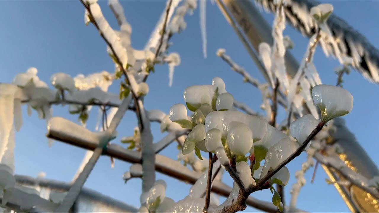 Fire and ice: a Slovakian orchard's innovative fight against frost | AFP