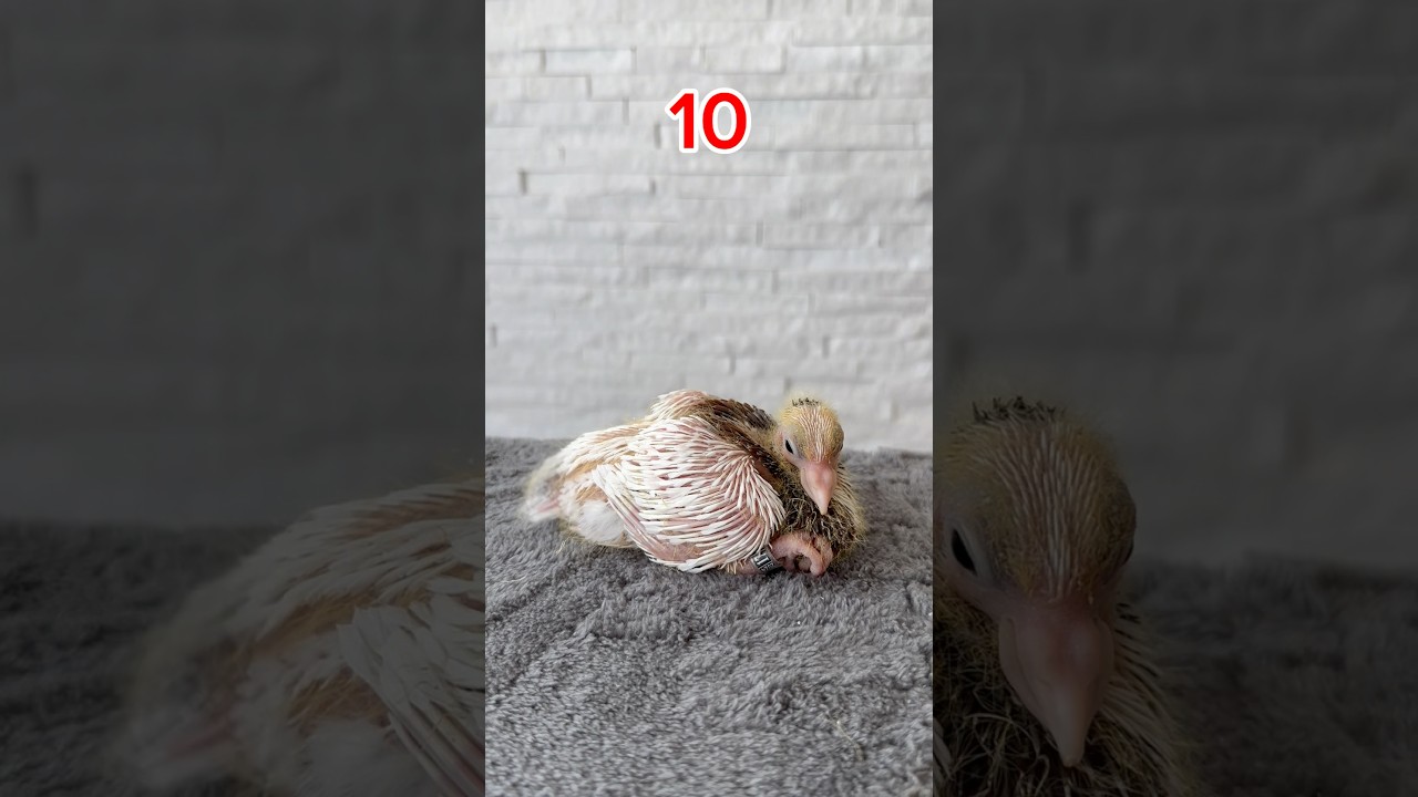 From Egg to Chick: How I Saved a Pigeon Egg and Tracked Its Development Every 5 Days! 😍#pigeon