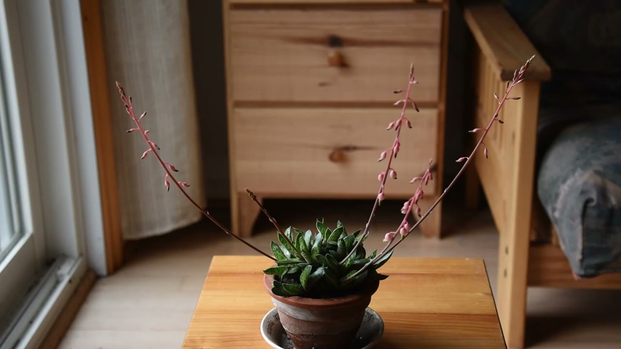 Gasteria bicolor var.  liliputana care April 2022
