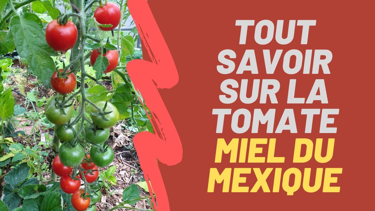 La Tomate Miel du Mexique