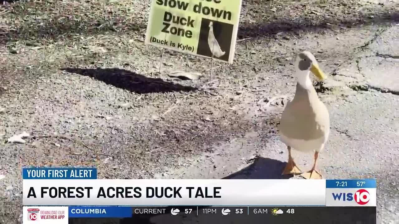 Forest Acres neighborhood takes a duck under its wing