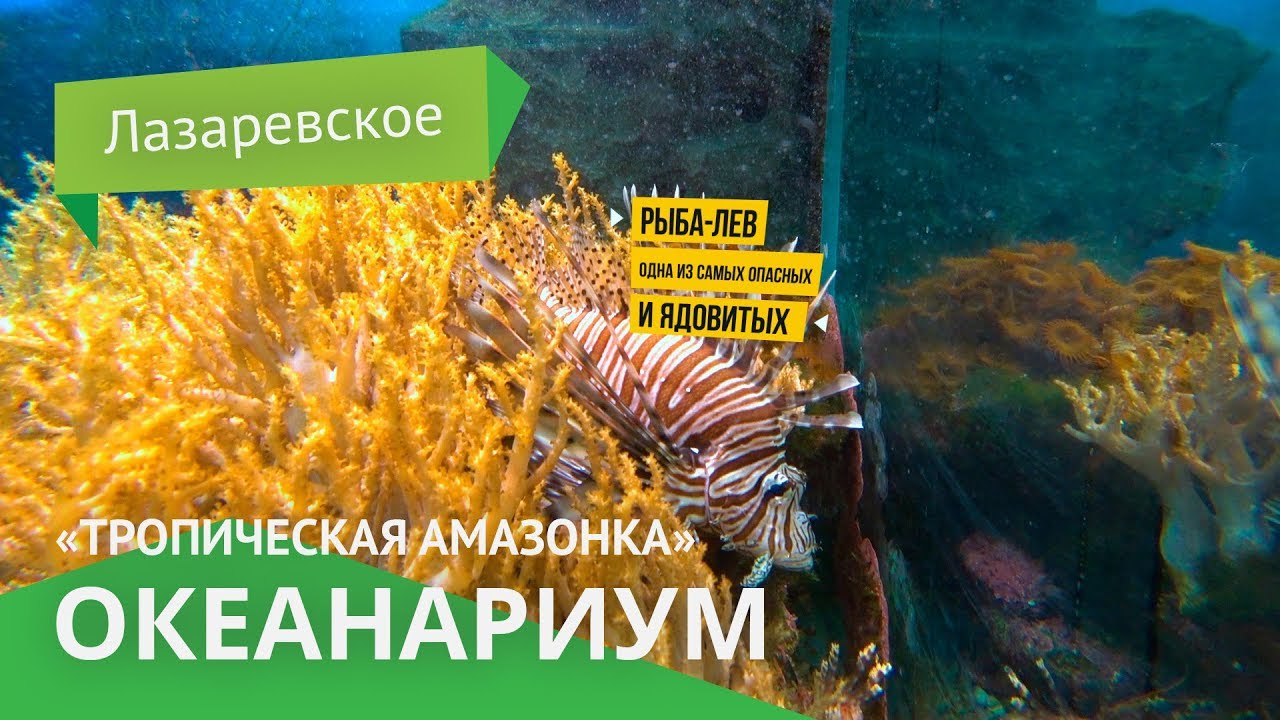 Океанариум Тропическая Амазонка - Лазаревское