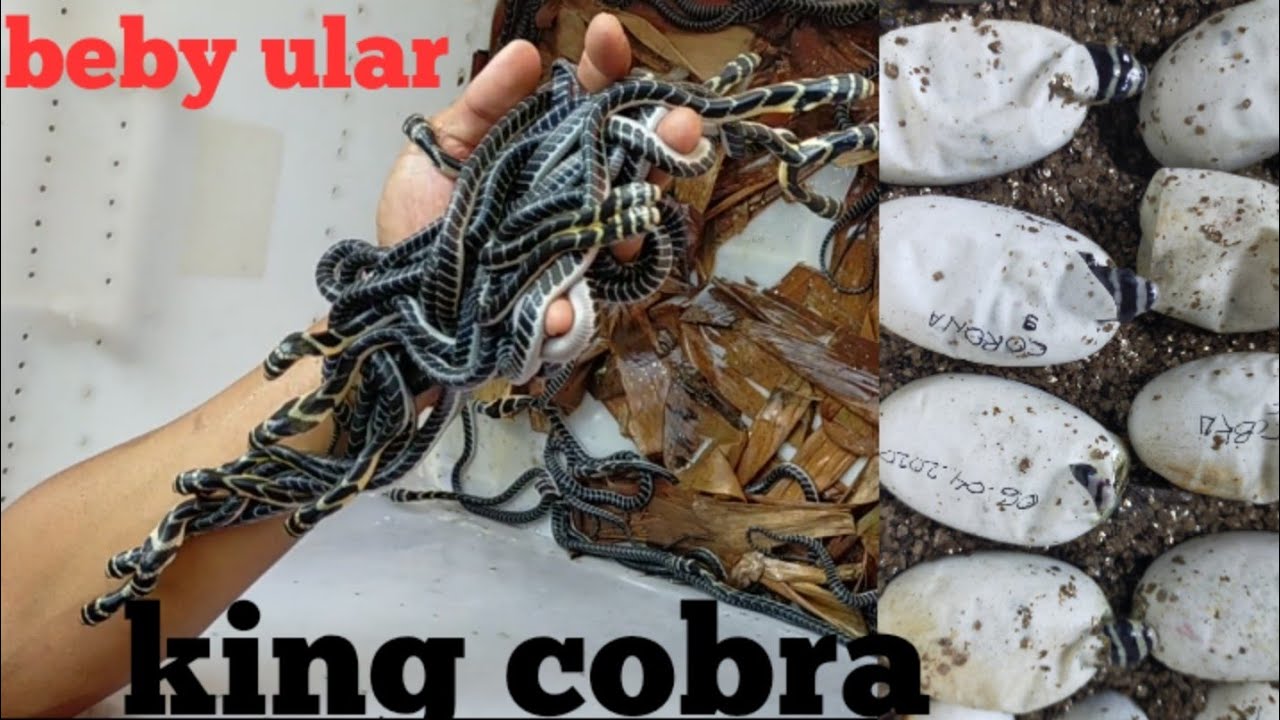 #kingcobra #venomous #ulartedung      Menetas telur ular king cobra || Beby ular king cobra