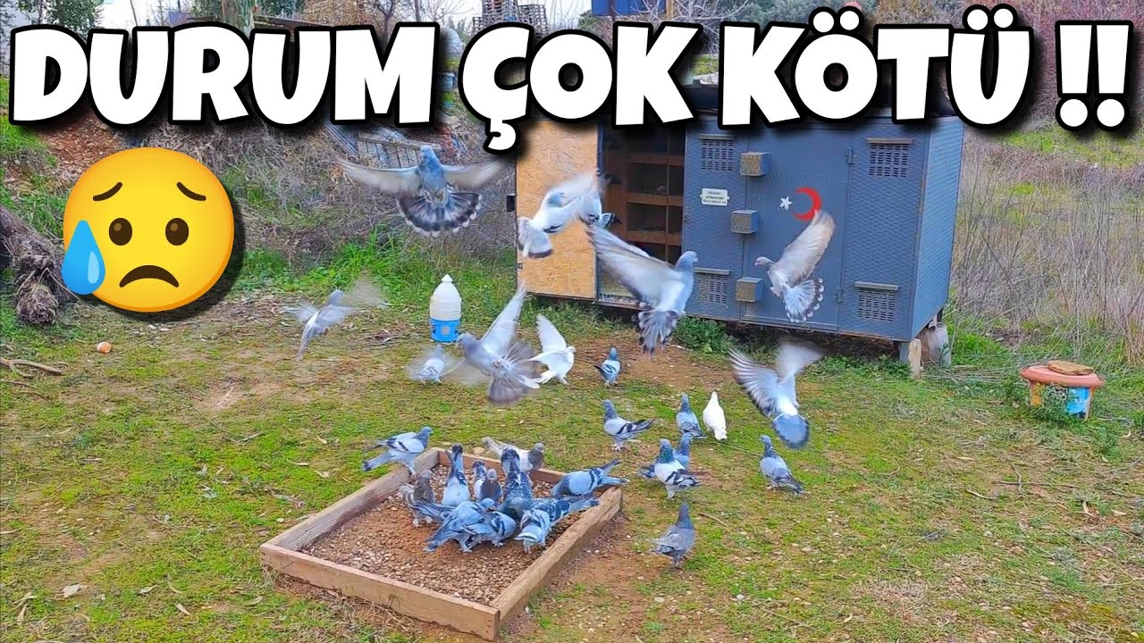 KÜMESLERİMİZ AZ KALSIN GİDİYODU‼️#oyunkuşu #güvercin #taklacıgüvercin #pigeon #mardinoyunkuşu