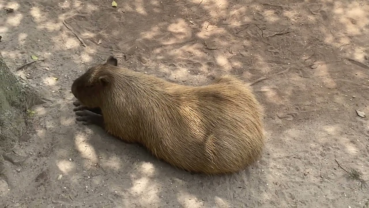 Cape May Zoo, NJ - Capybara, Bear and Tucan 