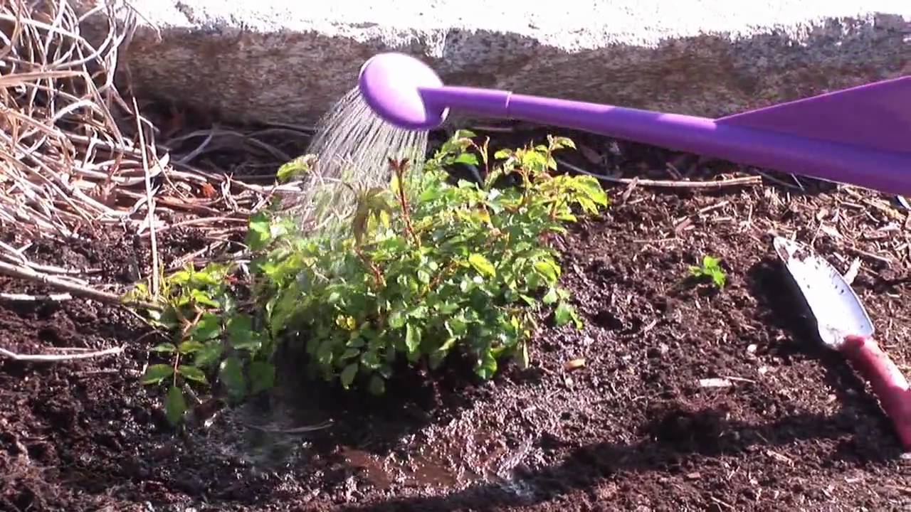 How To Correctly Plant Roses Using Flower Carpet