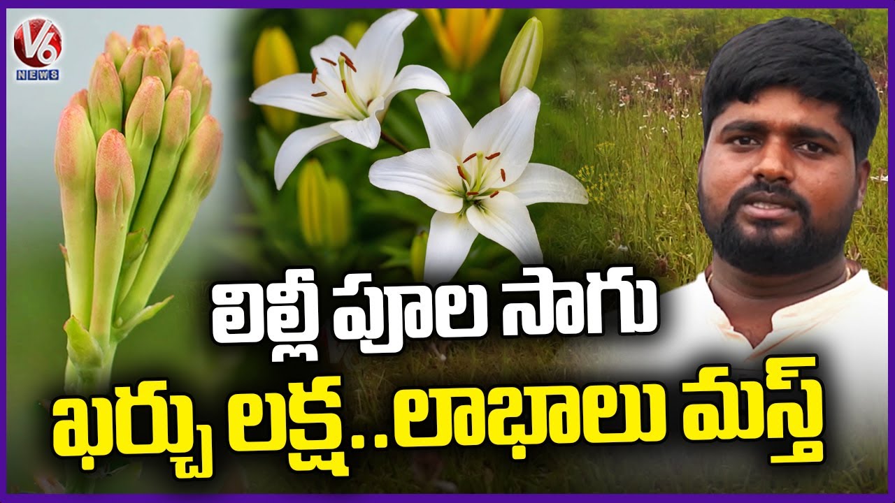 Lily Flowers Farming | Farmer Gets Huge Profits | Rangareddy District | 4K Video | V6 News