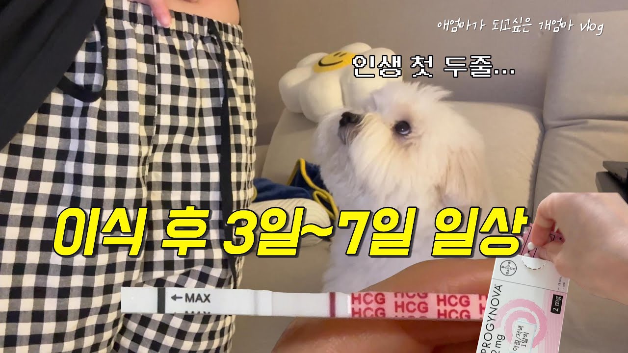시험관 2차 이식 후 3일~7일 일상ㅣ인생 첫 임테기 두줄ㅣ시험관 브이로그