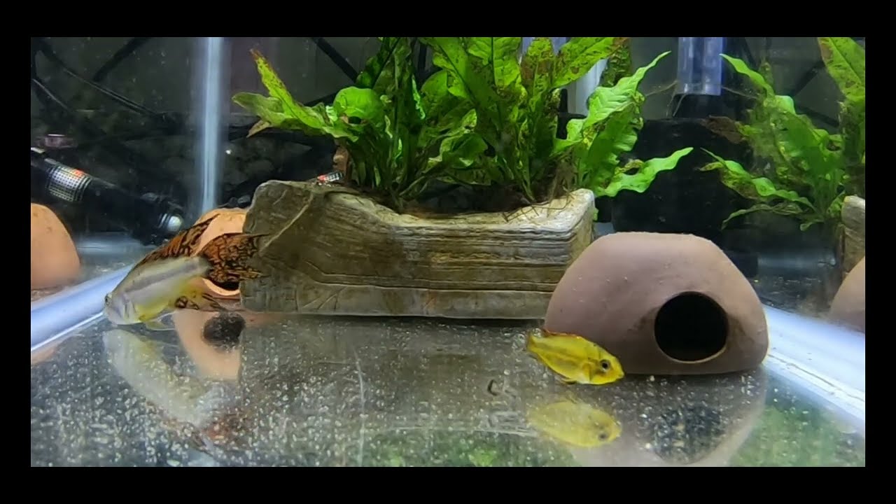 Apistogramma Cacatuoides Breeding