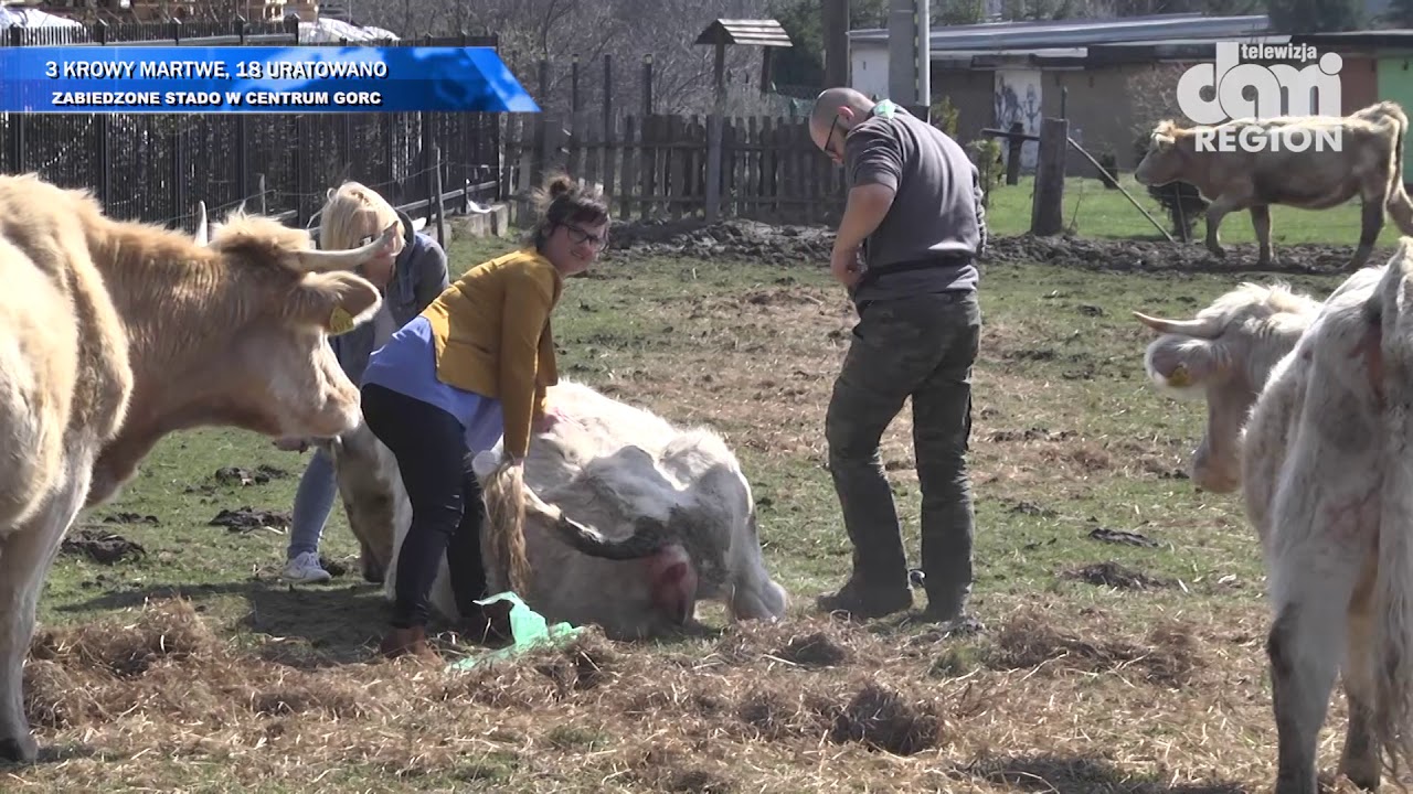 3 krowy padły, 18 zwierząt uratowano