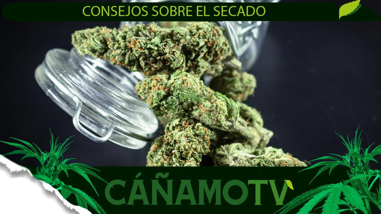 &iquest;C&Oacute;MO REALIZAR UN SECADO PERFECTO DE TUS FLORES? 💡 Mars Hydro FC-E4800