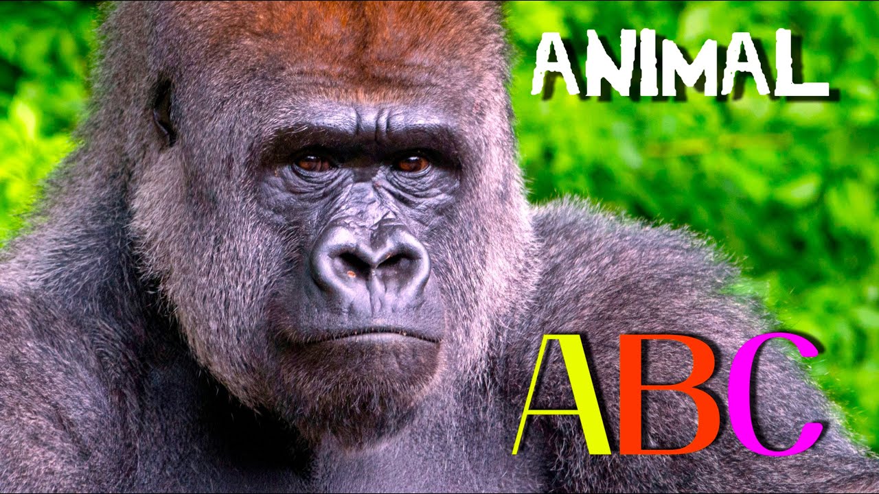 ANIMAL ALPHABET - Kids ABC Song