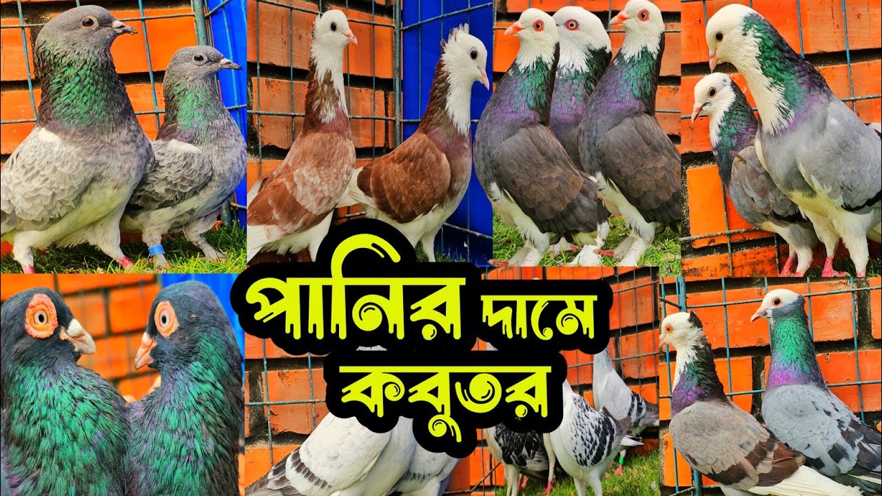 পানির দামে গররা,চিলা,কালদম,টেডি হাইফ্লায়ার গিরিবাজ কবুতর কিনুন | কবুতরের ফেরিওয়ালা | Pigeon |