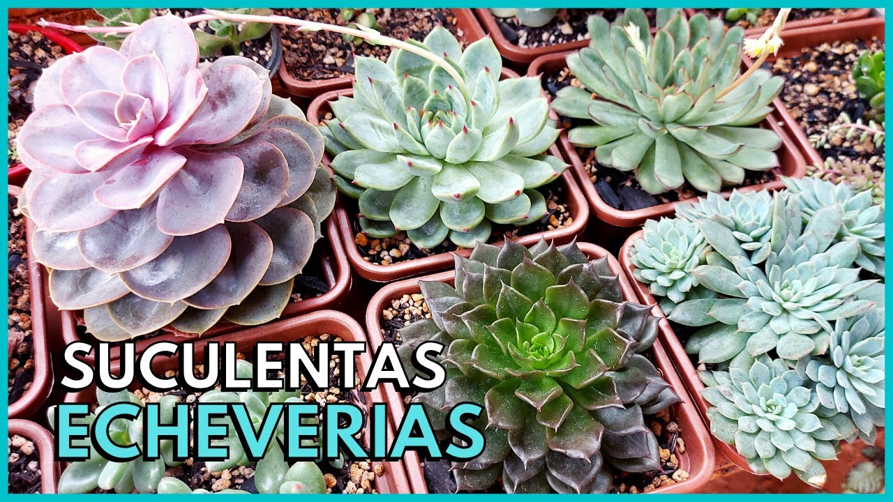 10 SUCULENTAS ECHEVERIAS LINDAS PARA VOCÊ CULTIVAR