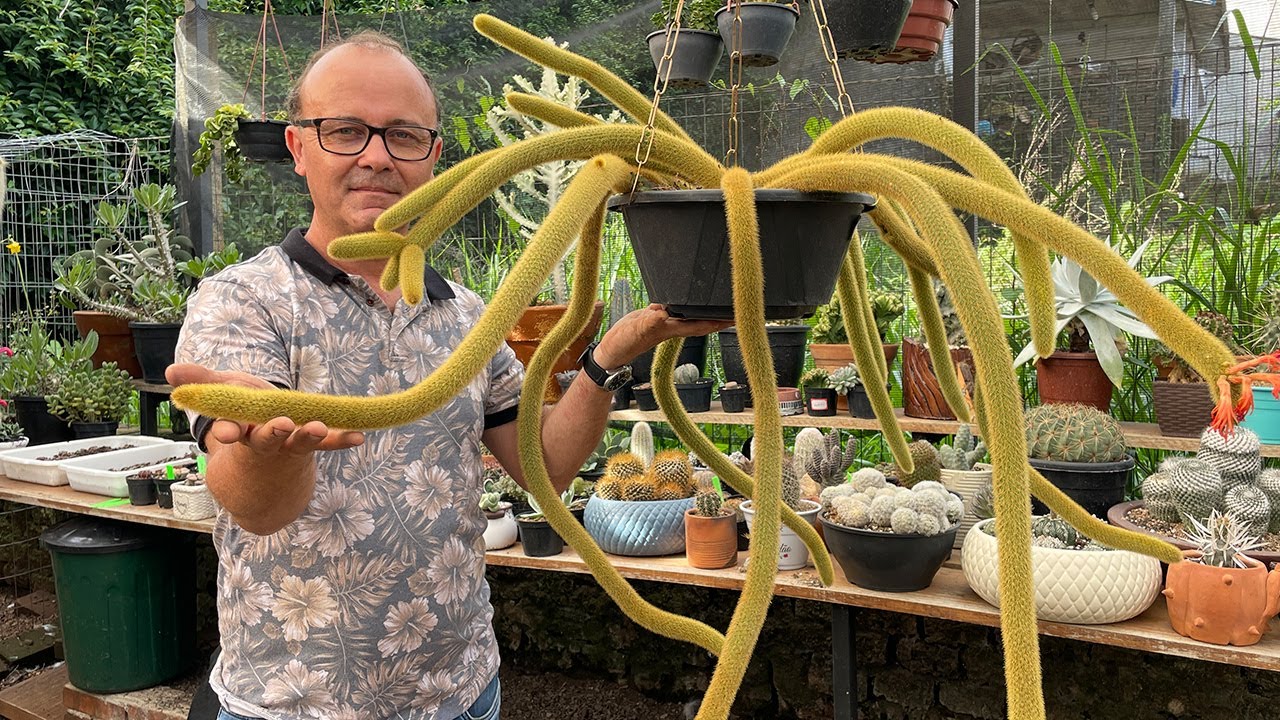 Meu Aniversário no Jardim: Transformando o Dia em um Presente