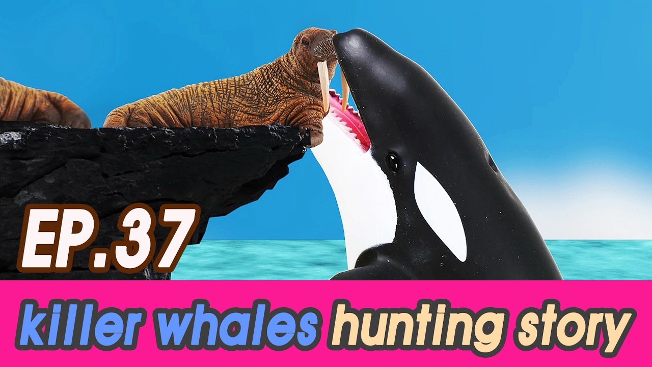 [EN] killer whales are hunting sea animalS  (Spotted Seal, humpback, Walrus) collecta [cocostoy]
