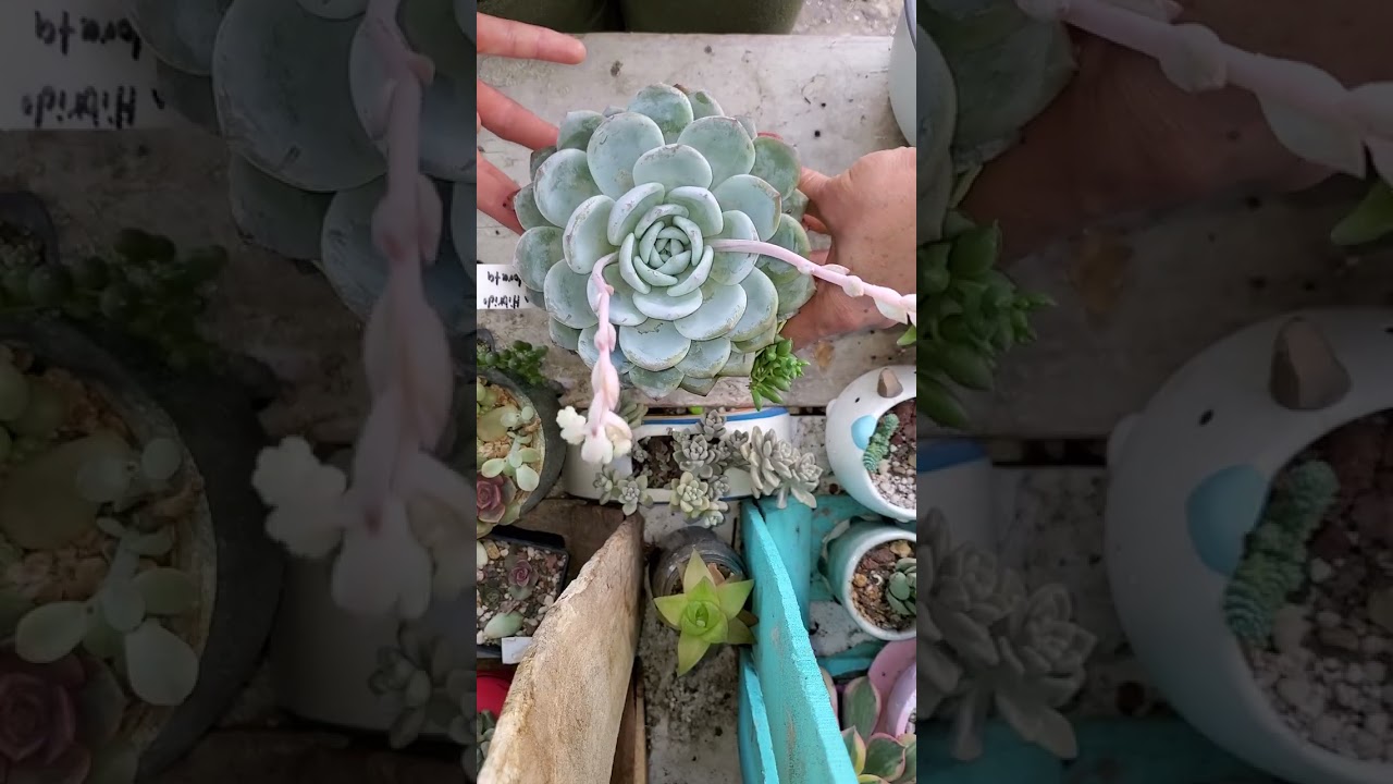 Cortando varas florales ⚘️