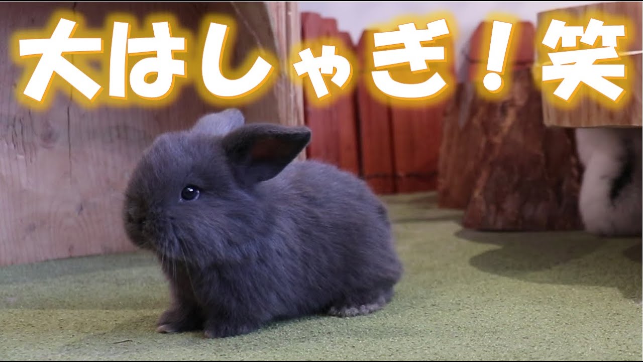 【まだまだ、よちよち歩きのホーランドロップちゃん✨】可愛い時期です♪