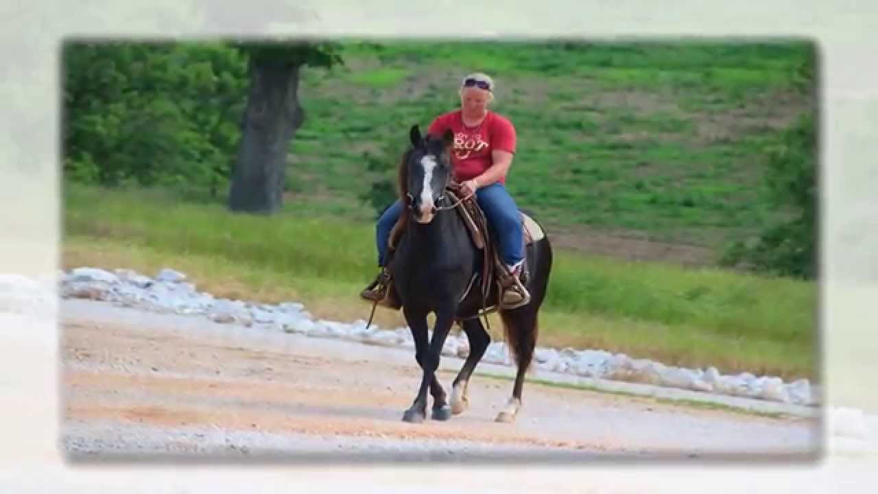 hypo allergenic curly fox trotting horse