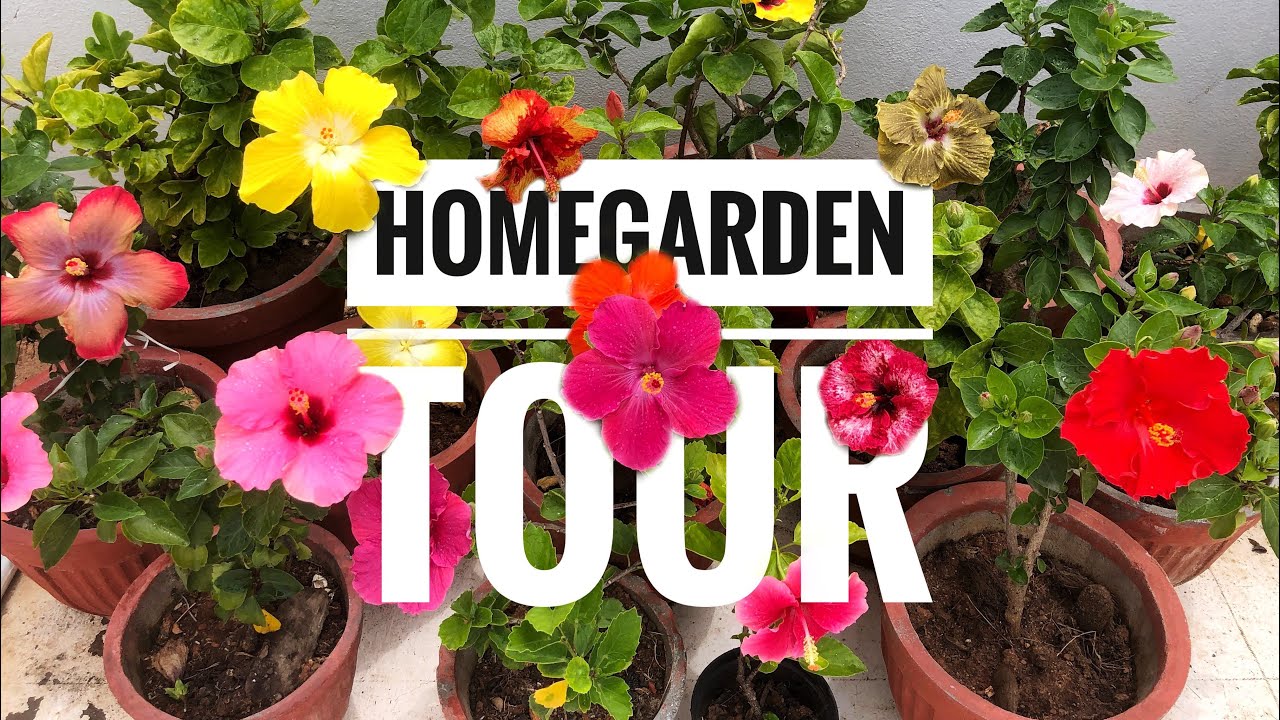 Home Garden Tour | STUNNING Hybrid Hibiscus blooms🌺| Colourful Hibiscus✨| #flowers #garden #Hibiscus