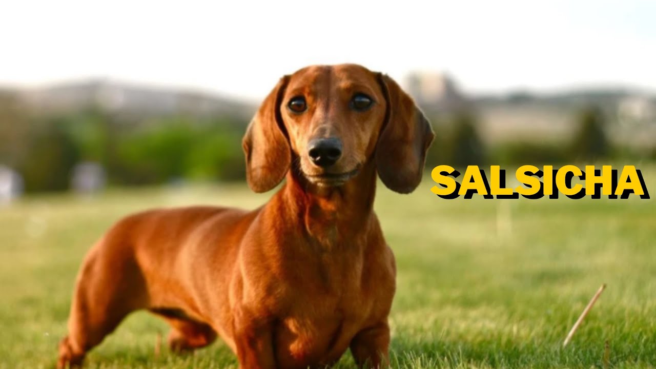 CURIOSOS E DIVERTIDOS - VOCÊ VAI DAR MUITA RISADA COM ESSES SALSICHINHAS | Animais Fofos
