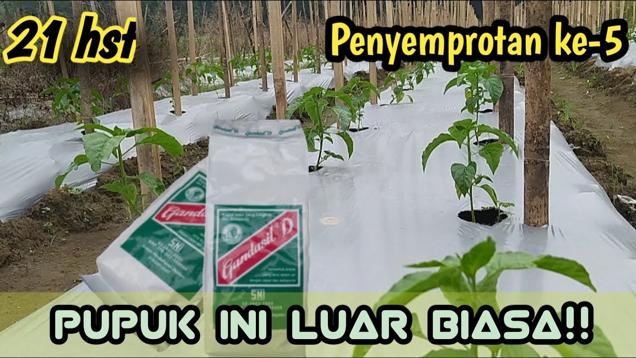 21 hst || manfaat dan cara penggunaan gandasil d untuk tanaman cabe || penyemprotan ke-5