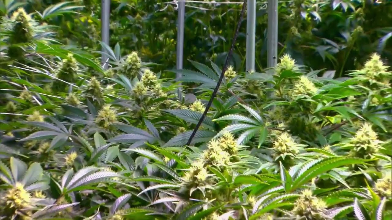Local law enforcement concerned about legal recreational marijuana legislation