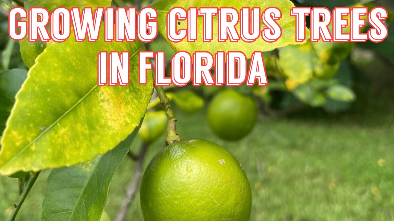Growing citrus trees in Florida