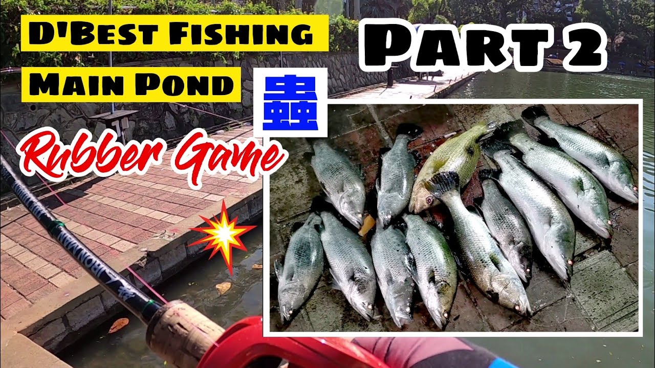 EP22有可靠消息称金目鲈在开派对，请不要阻止我。D'best fishing main pond. Barramundi Party. Shake，Shake, Shake.......