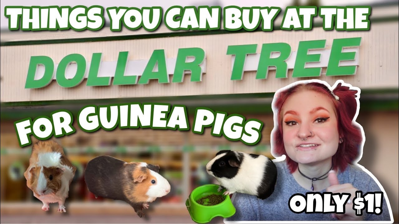 Things You Can Buy at DOLLAR TREE for Guinea Pigs🐽