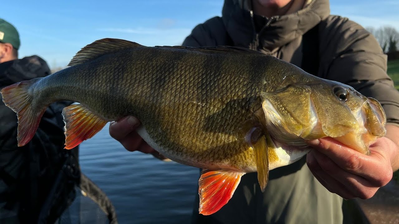 Neuer PB bei der Team-Challenge 👀: Auf dicke Winterbarsche mit Twitchbait, Skirted Jigs, Craws 💪🏼