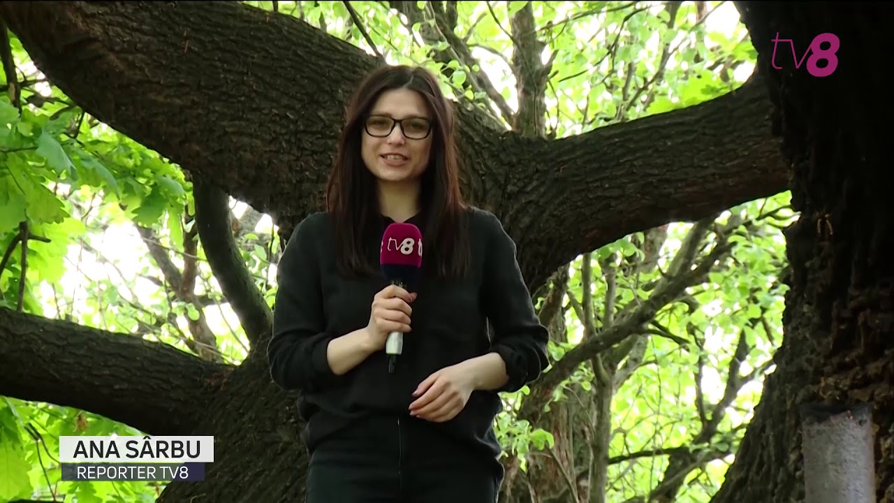 Stejarul de 360 de ani