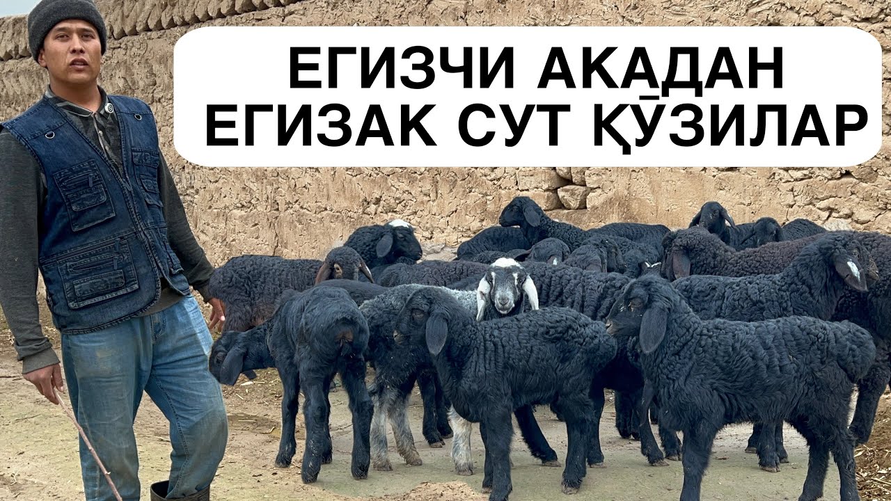 АРЗОНЧИ СУТ ҚӮЗИЛАР. ☎️+998992728213 ☎️+998912228213